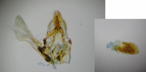 Acrobasis fallouella